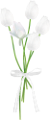 tulipán_308