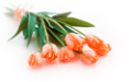tulipán_309