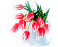 tulipán_310