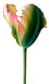 tulipán_311