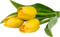 tulipán_313