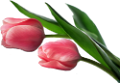 tulipán_315