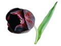 tulipán_316