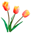 tulipán_317