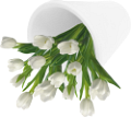 tulipán_318