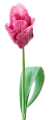 tulipán_319