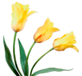 tulipán_320