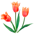tulipán_323