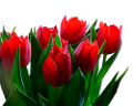 tulipán_324