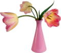 tulipán_325