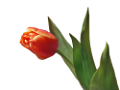 tulipán_326