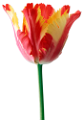tulipán_327