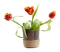 tulipán_328