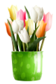 tulipán_33