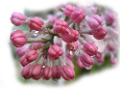 tulipán_330
