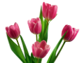 tulipán_332