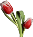 tulipán_333