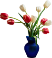 tulipán_335