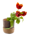 tulipán_338