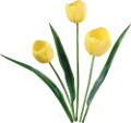 tulipán_339