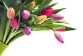 tulipán_342