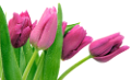 tulipán_344