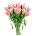 tulipán_345