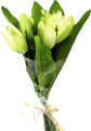 tulipán_346
