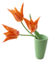 tulipán_347