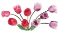 tulipán_348