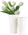 tulipán_35