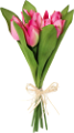 tulipán_350