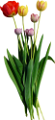 tulipán_351