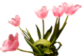 tulipán_352
