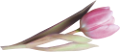tulipán_354
