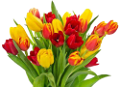 tulipán_355