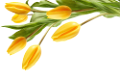 tulipán_356