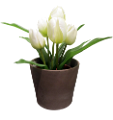 tulipán_357