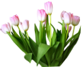tulipán_358
