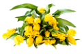 tulipán_359