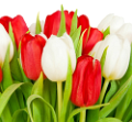 tulipán_36