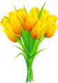 tulipán_360