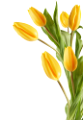 tulipán_362