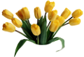 tulipán_363
