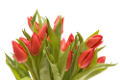 tulipán_364