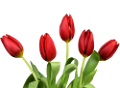 tulipán_365