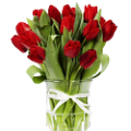 tulipán_366