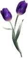 tulipán_368
