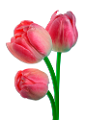 tulipán_369