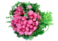 tulipán_371